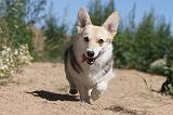 CORGI PEMBROKE 043